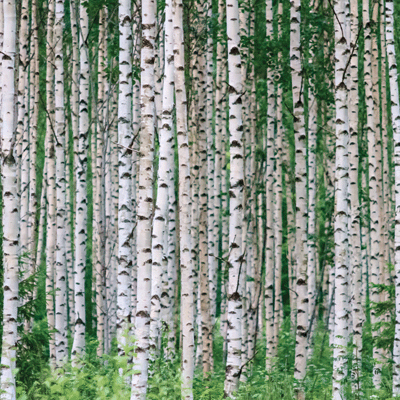 WS Scandinavian Woodland: Birch Wood