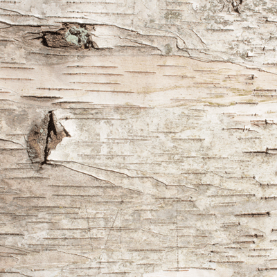 Scandinavian Woodland: Birch Wood