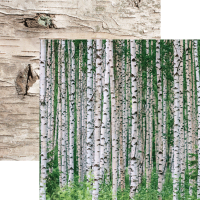 Scandinavian Woodland: Birch Wood