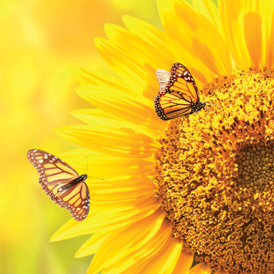 WS Sisters: Nature's Angels