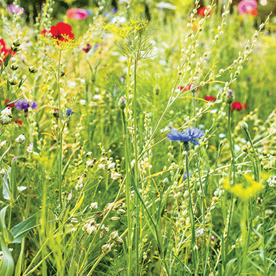 Sisters: Wildflowers