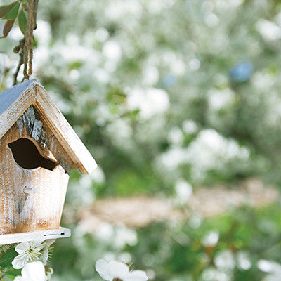 WS Signs of Spring: Blooming