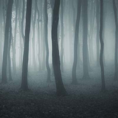 WS Spooky Night: Spooky Forest