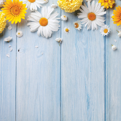 WS Springtime 2019: Daisies