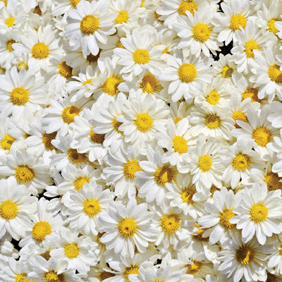 WS Springtime 2019: Daisies
