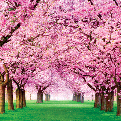 WS Springtime 2022: Cherry Trees