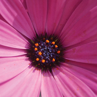 Springtime 2022: Cherry Trees