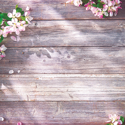 WS Springtime 2022: Apple Blossoms