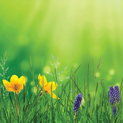 WS Springtime 2022: Daffodils