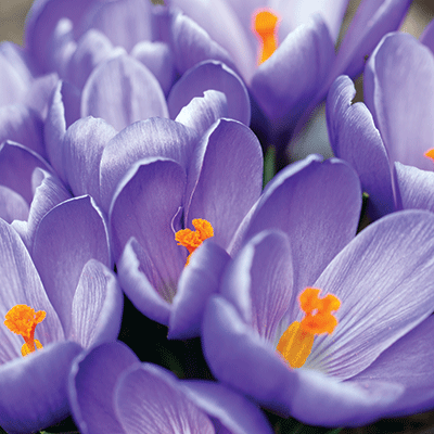 WS Springtime 2022: Daffodils