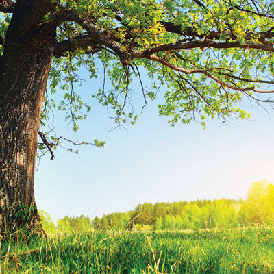 Summertime: Happy Place