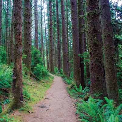 WS Take A Hike: Forest Trail