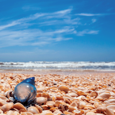 WS Texas: Man-O-War on Padre Island
