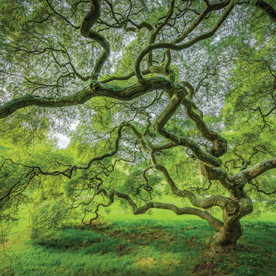 WS The Journey Beyond: Tree of Hope