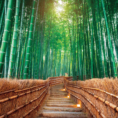 The Journey Beyond: Bamboo Byway