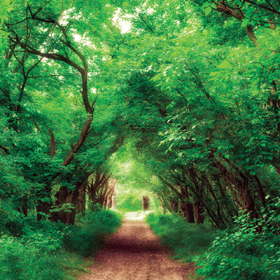 WS The Journey Beyond: Bamboo Byway