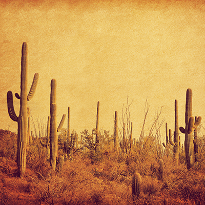 Trading Post: Wild West