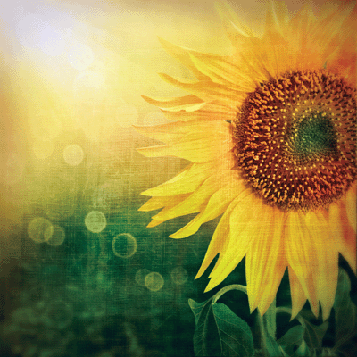 WS Vintage Day: Vintage Sunflower