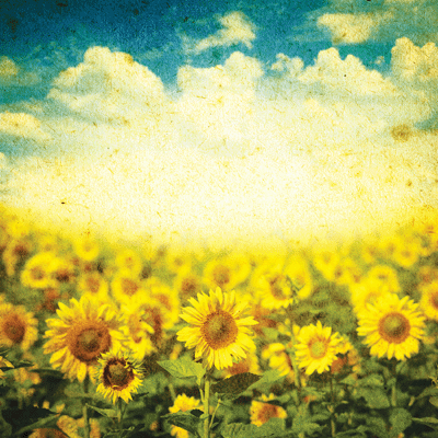 Vintage Day: Vintage Sunflower