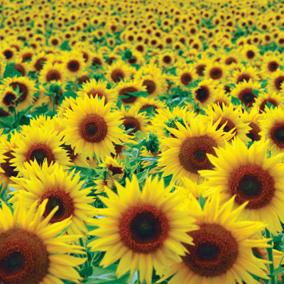 WS Wildflower: Sunflower Field