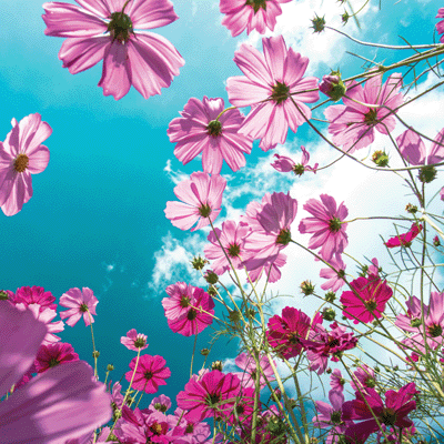Wildflower: Cosmos Flower Field