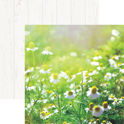 WS Wildflower: Field of Daisies