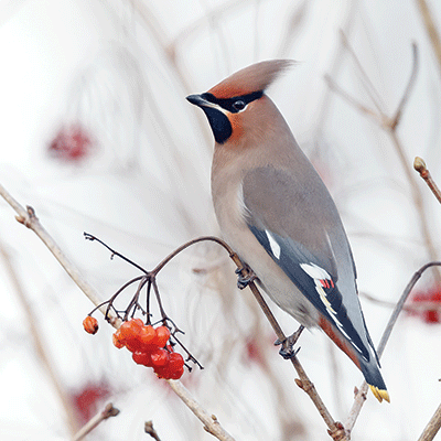 Winter Canvas: Birds & Berries