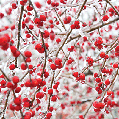 Winter Canvas: Birds & Berries