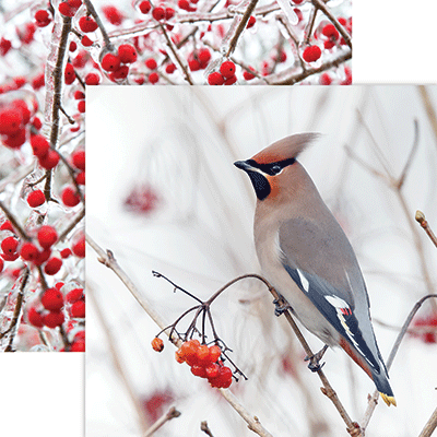 WS Winter Canvas: Birds & Berries