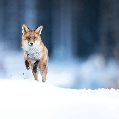 Winter Canvas: Snow Leap