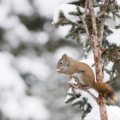WS Winter Canvas: Red Squirrel
