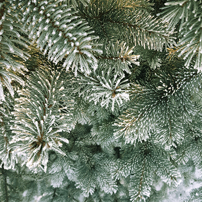 Winter Canvas: Red Squirrel