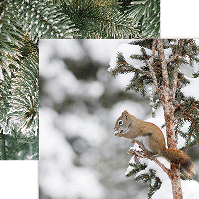Winter Canvas: Red Squirrel