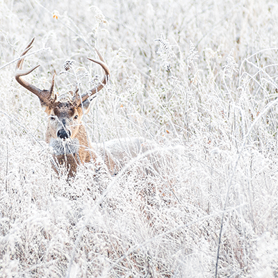 Winter Canvas: Winter Fauna