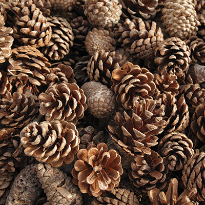 Winter Canvas: Winter Fauna