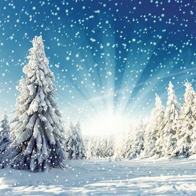 WS Winter Wonderland: Winter Wonderland